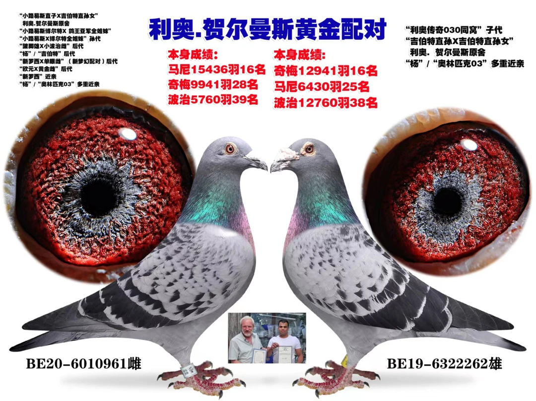 信鸽 成绩鸽子 公棚鸽 种鸽 血统鸽 幼鸽