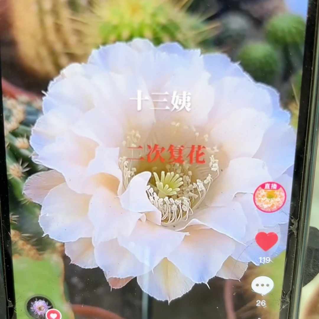彩草13姨6.5公分左右