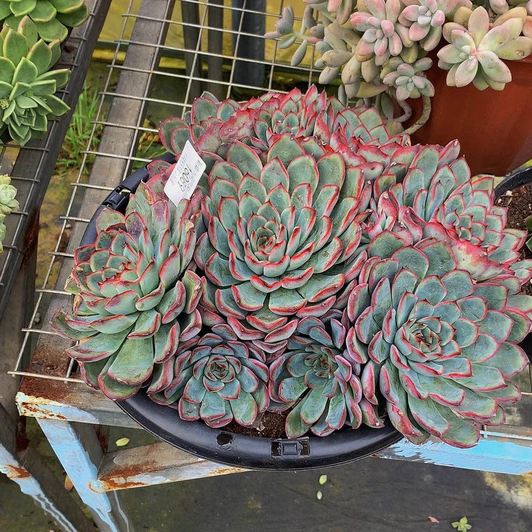 玉****     荷花多肉16089
