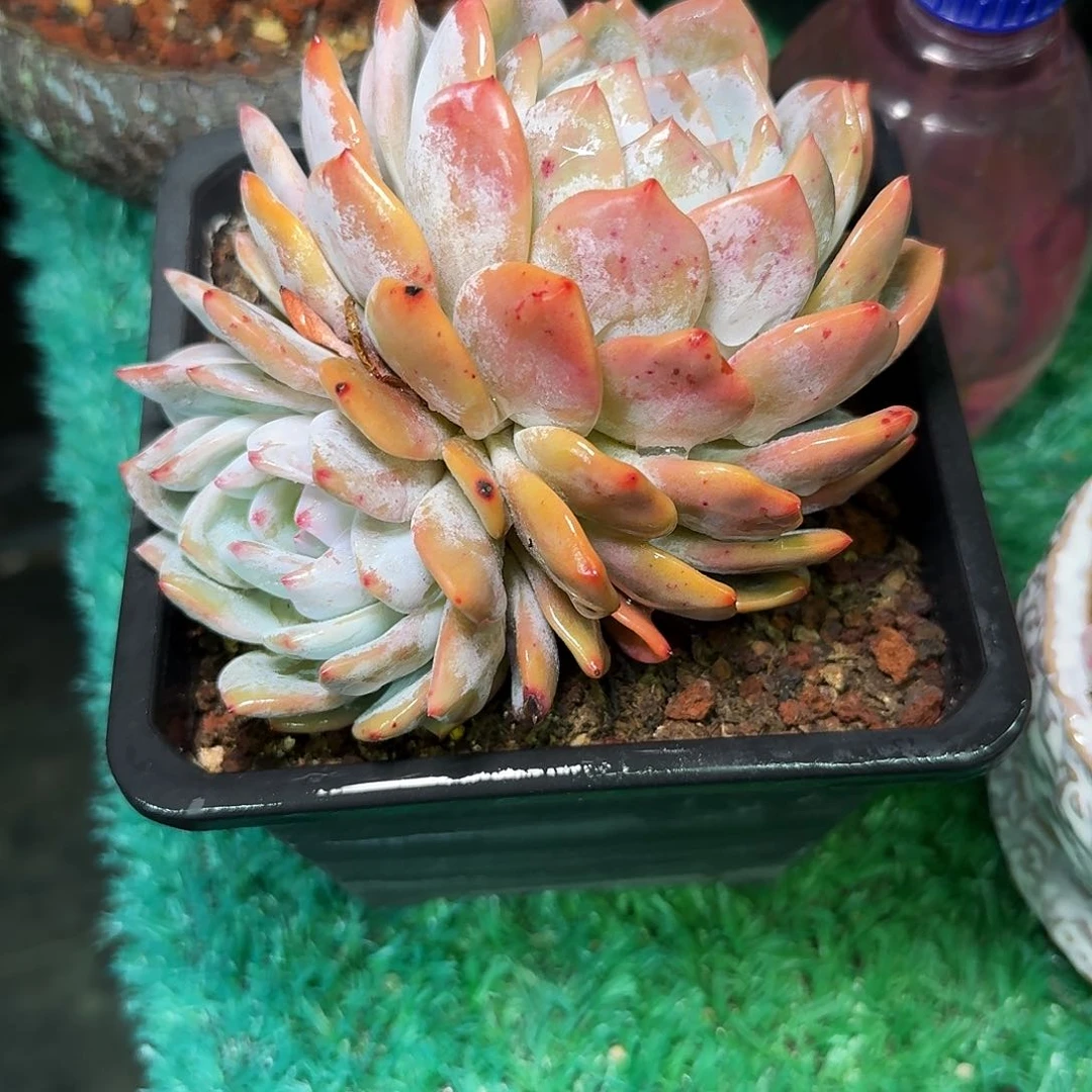 多肉植物不带盆发货