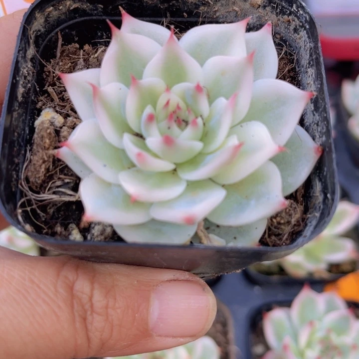 吉娃娃锦多肉植物964