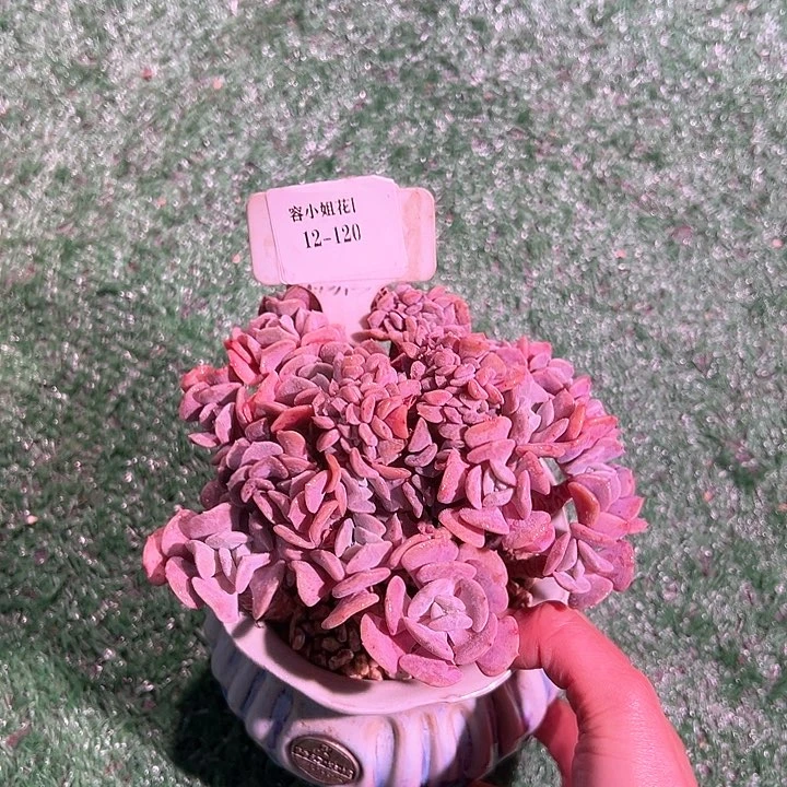 12.120雪景林带盆一个多肉