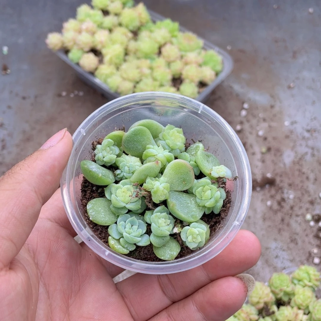 糕大上多肉植物303