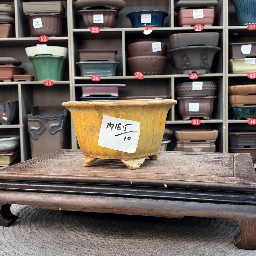 紫砂花盆紫砂的花也太