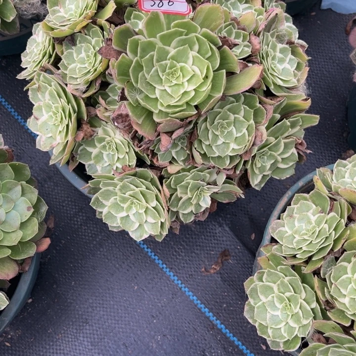 586海王多肉植物法师