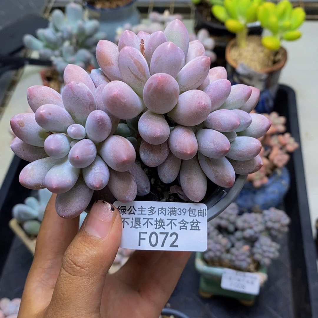 072丸叶汤圆多肉9c m