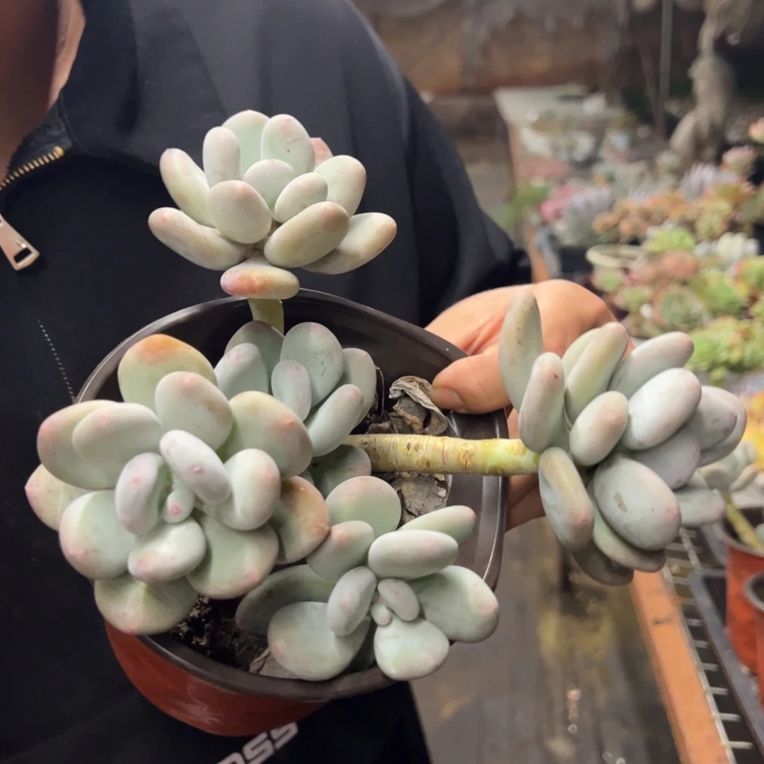 奶酪三大头起发老桩