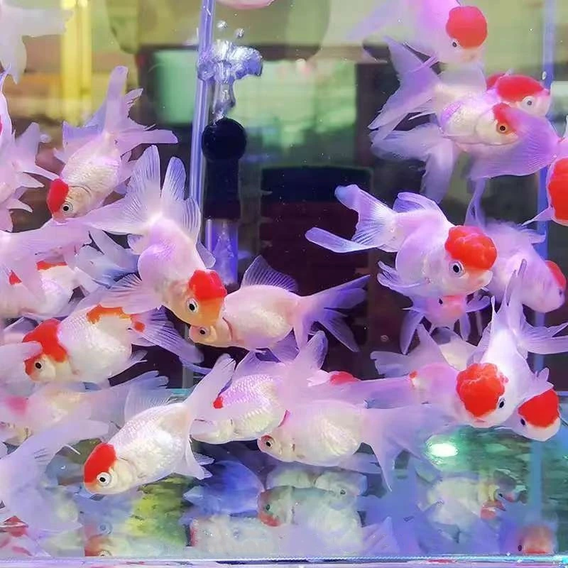 鸿运当头淡水狮子头金鱼小型冷水观赏鱼好养耐活