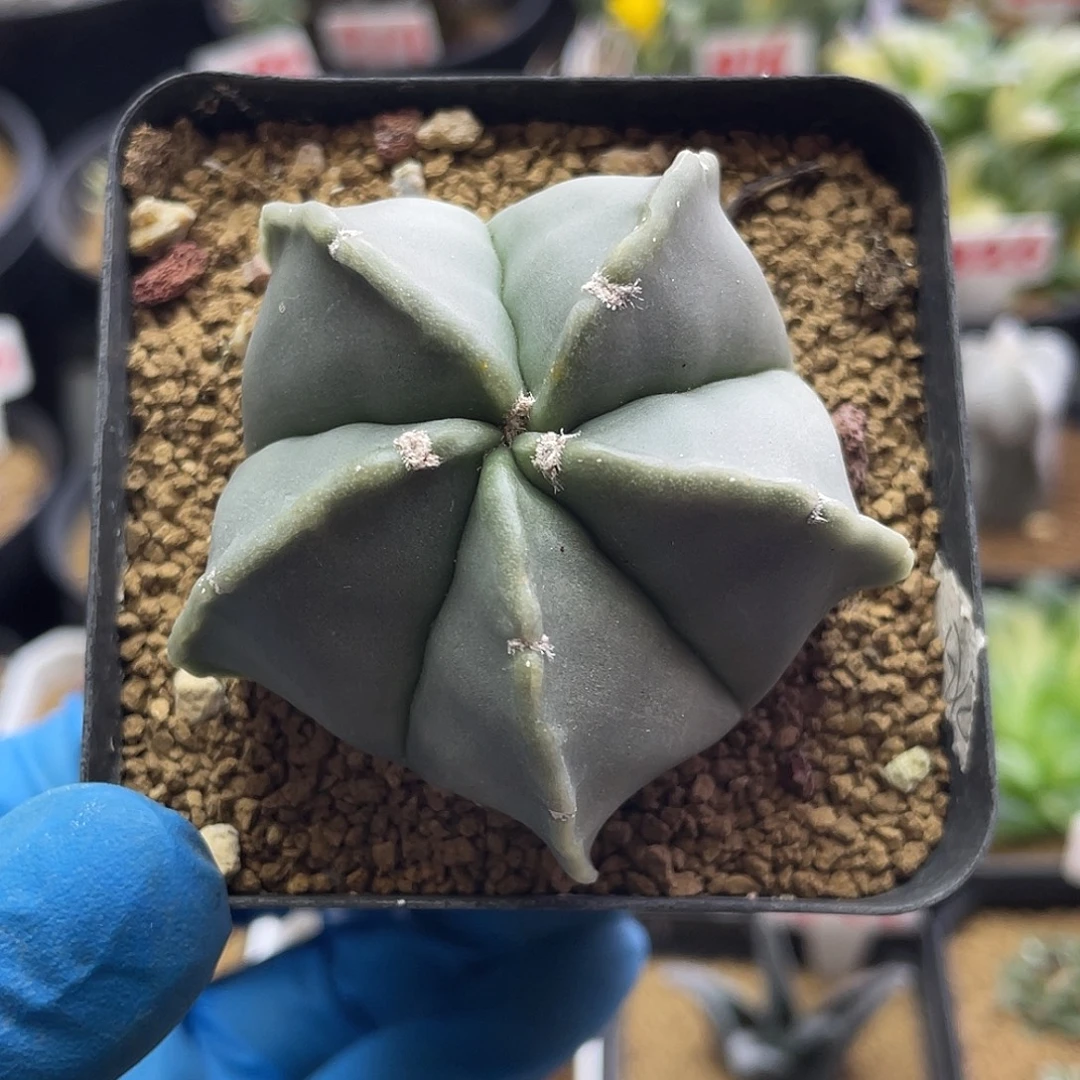 实生五角鸾凤玉仙人球