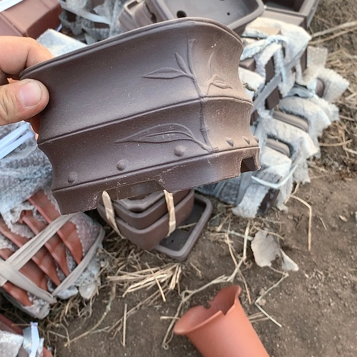 紫砂我要不明天要回家