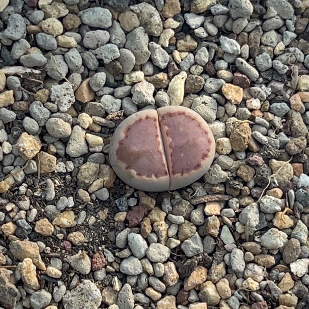 7381豆沙粉饼干一颗