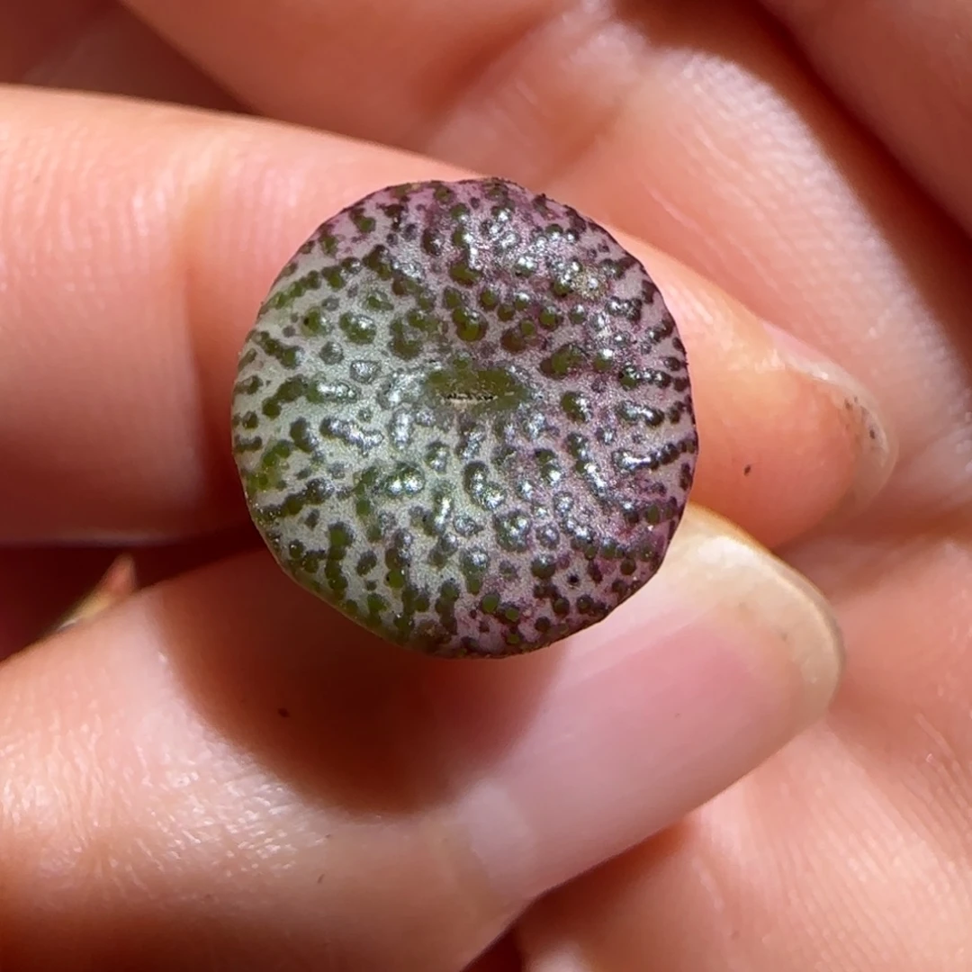 肉锥多肉植物组合-赤筋红椒122