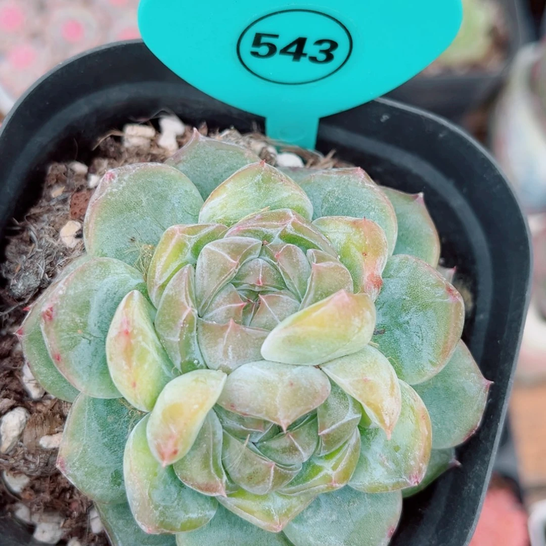 543号新品珍妮双心