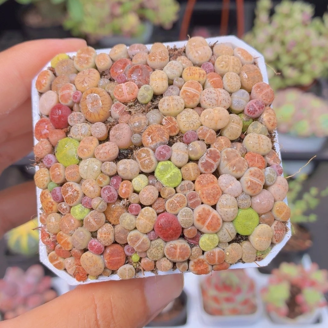 生石花切糕多肉9.9包邮发货