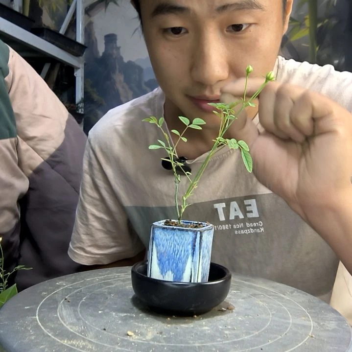 宝***8中青园艺一物一拍99