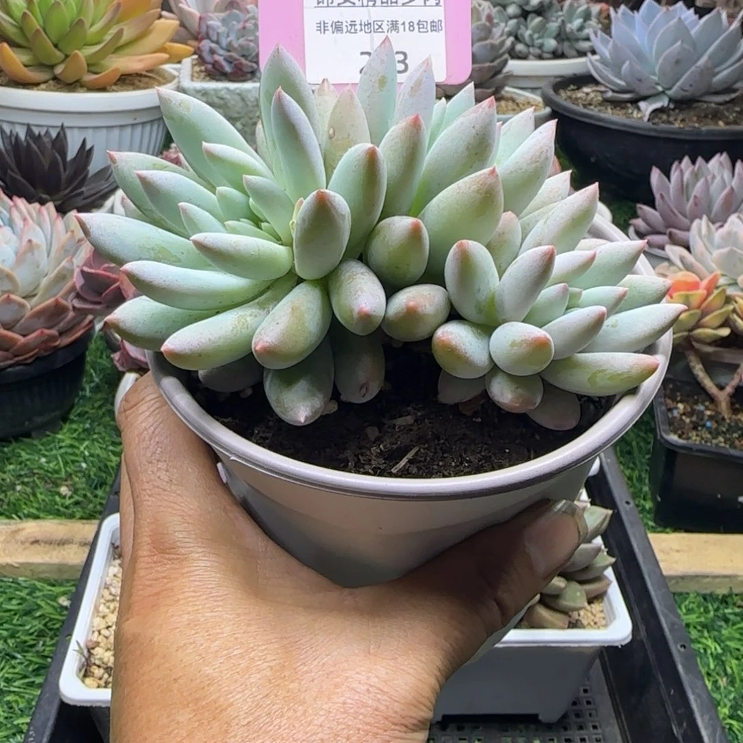 锦安精品多肉植物263