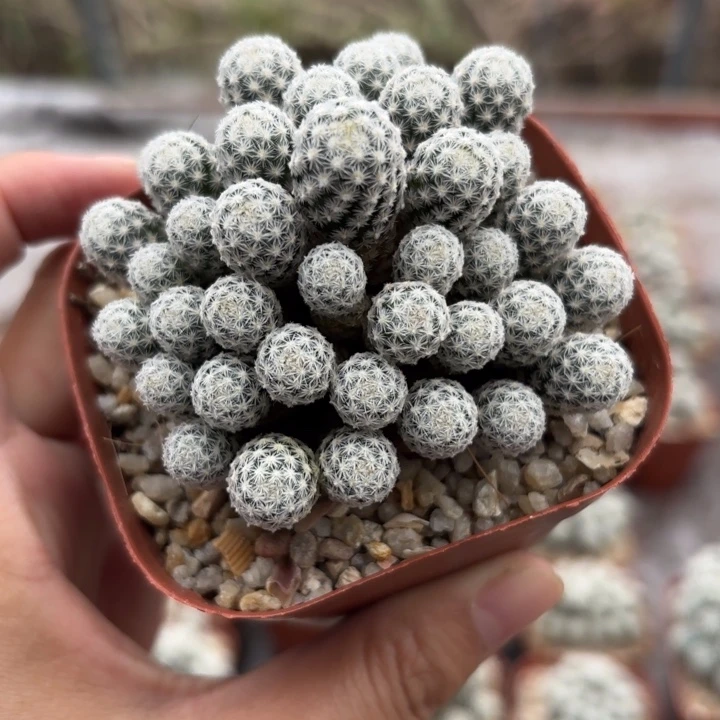 943群生须山好养皮实