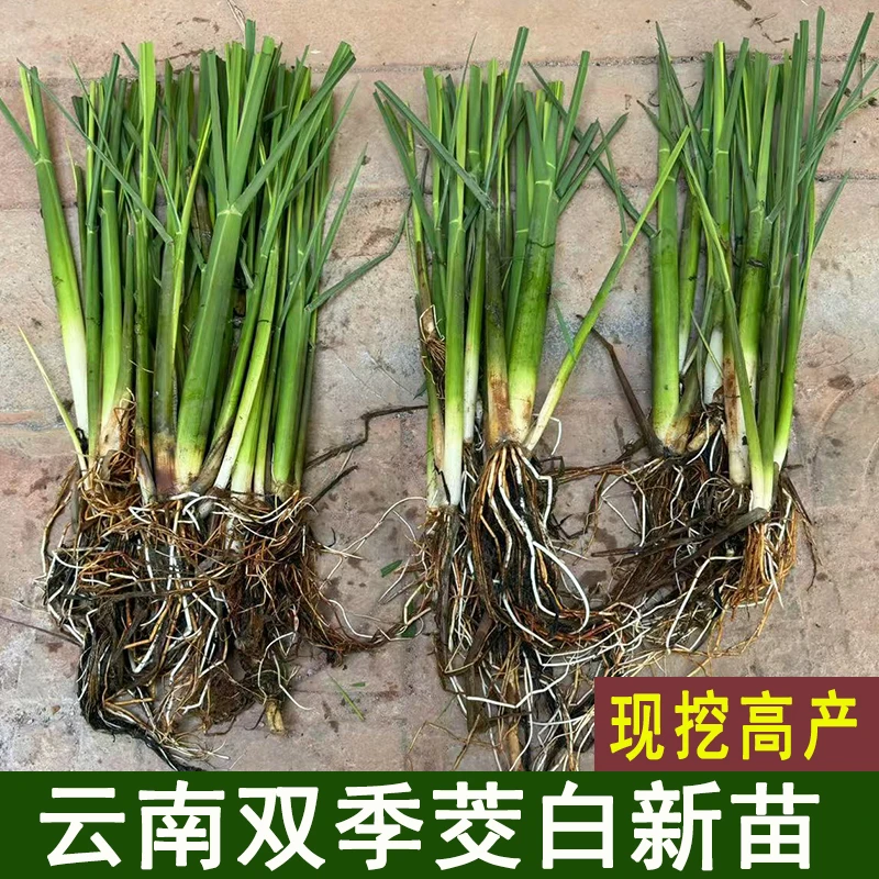 现挖双季茭白种苗高瓜根苗高笋苗龙虾鱼塘种植高产早熟茭白茭瓜苗