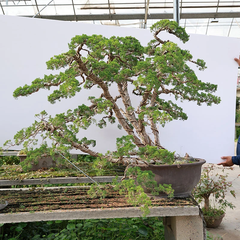 济州真柏盆景微型植物一物一拍老桩室内好养景观四季常青庭院盆栽