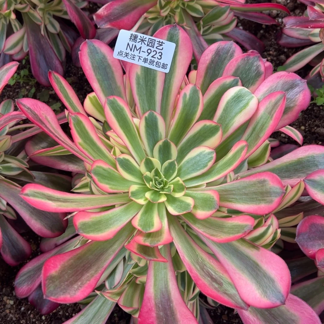 美杜莎多肉植物923