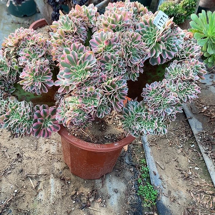 1171粉女巫一颗心型