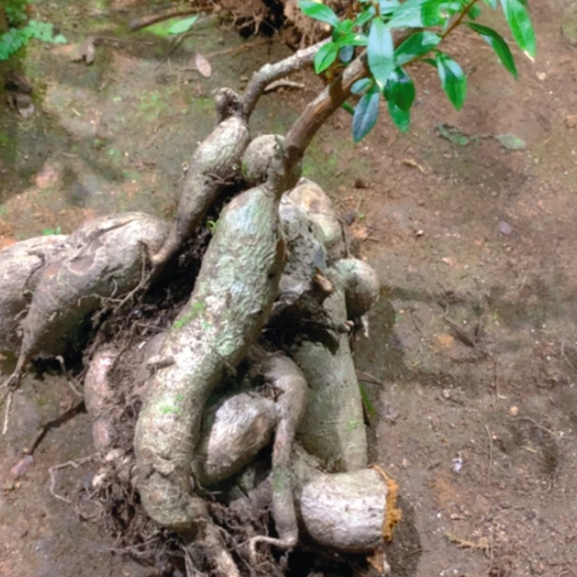 【闪购商品】无花朵