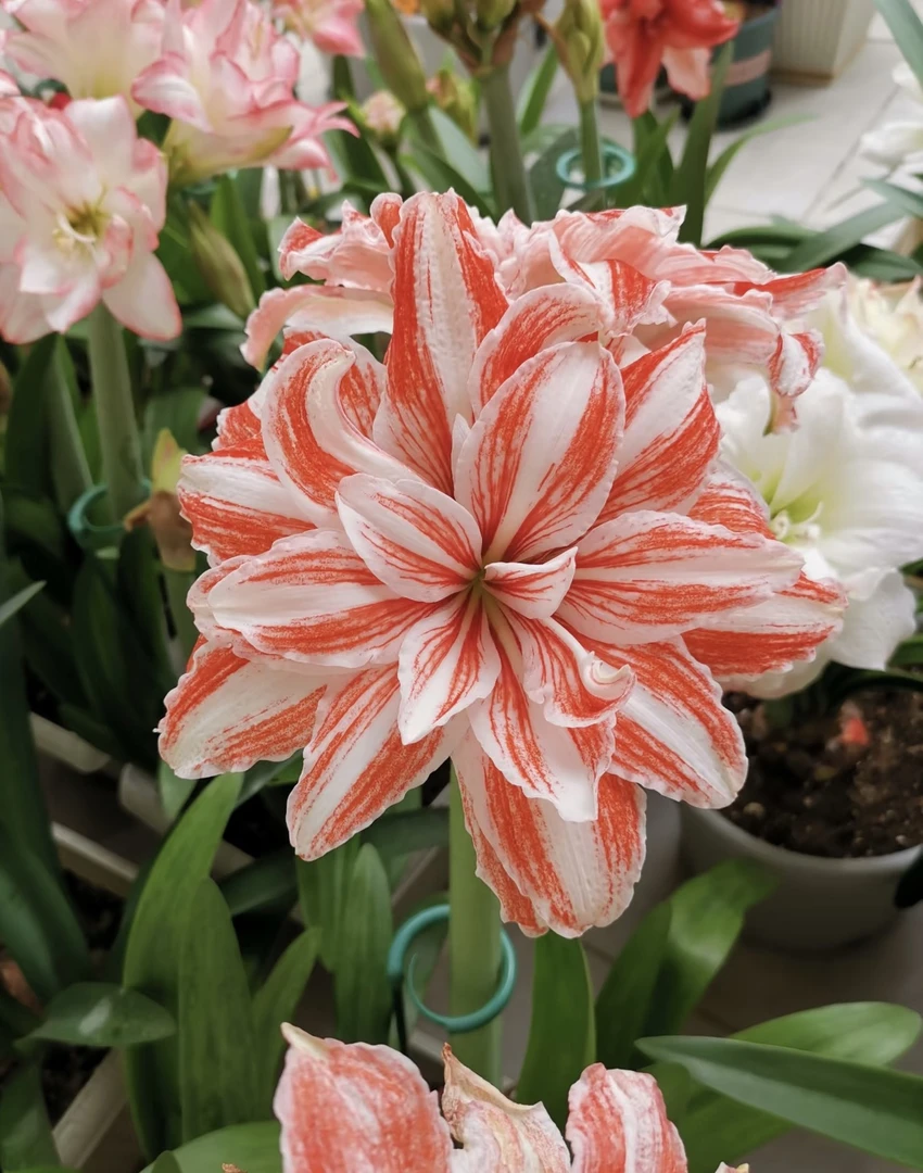 丰哥荷兰《舞蹈皇后32/34》1颗进口重瓣朱顶红种球
