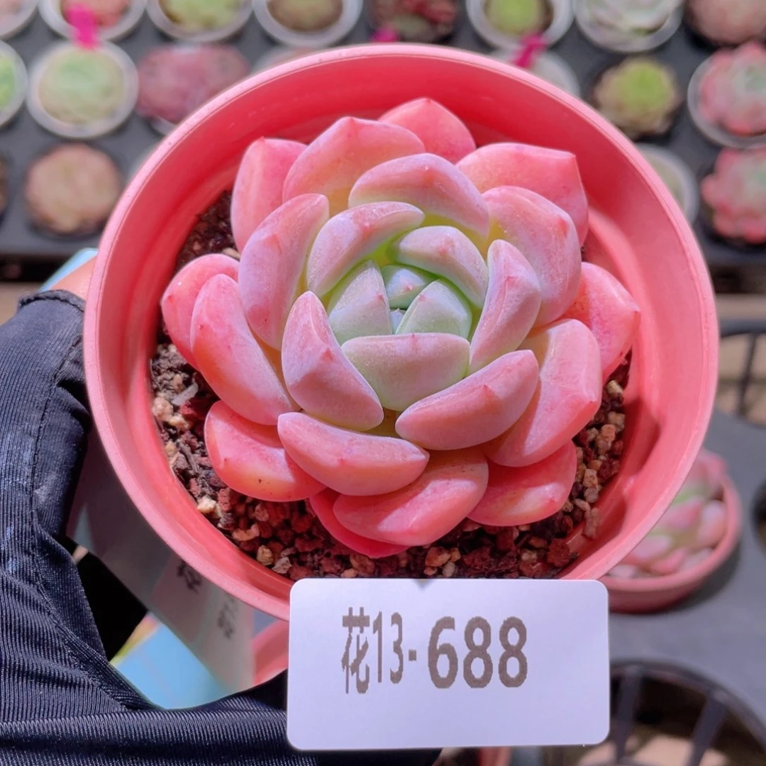 花利美13-688冰糖