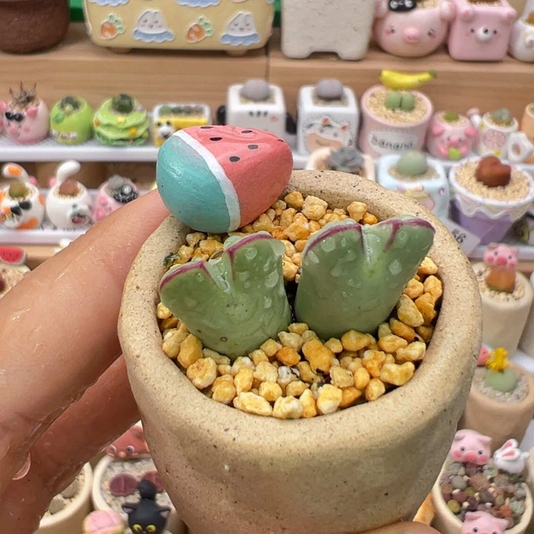 多肉植物82号少将