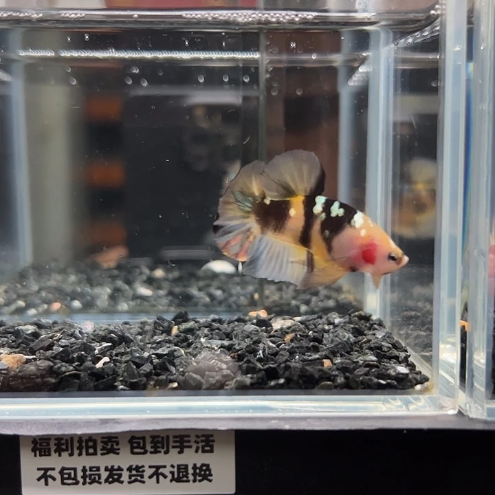 斗鱼竞拍跑单拉黑24日95
