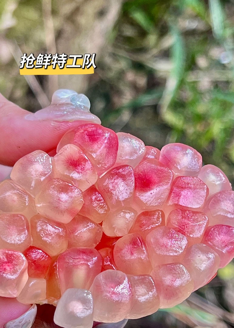 云南红河州蒙自市老树石榴8斤中大果彩箱脆甜爆汁