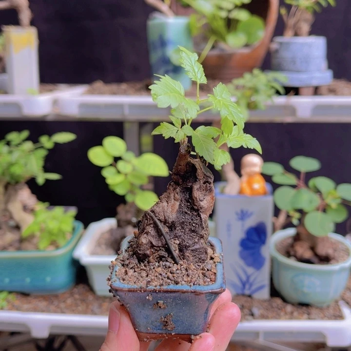 全部花朵123456789