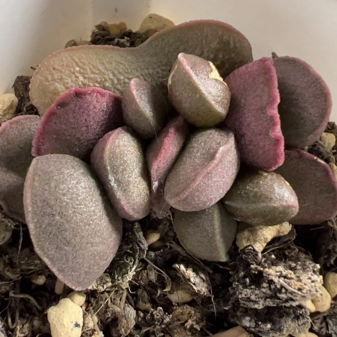 无花朵实生新品大苗多肉植物