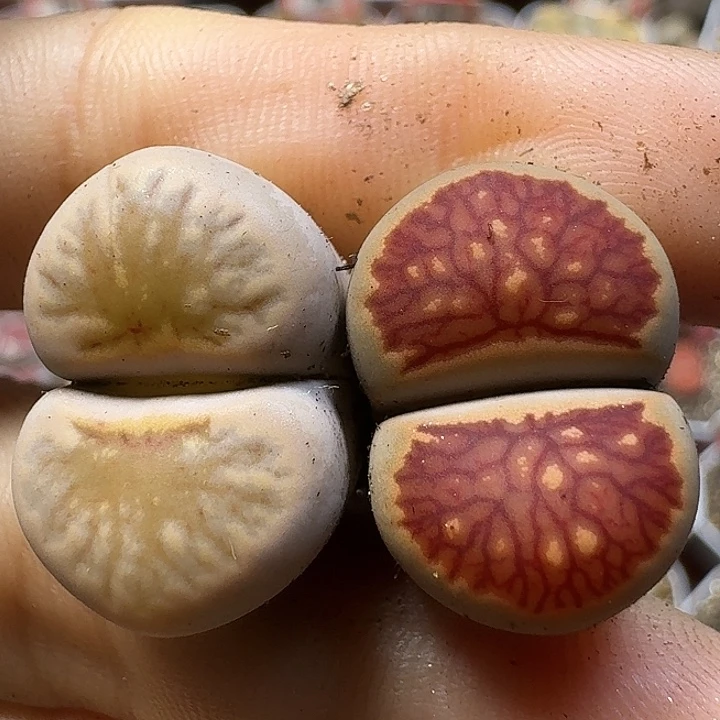 生石花111111。  398
