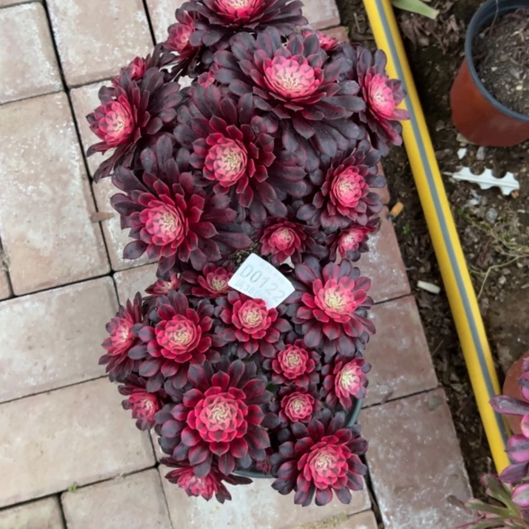 【闪购商品】ღ****࿐122黑铜白多肉