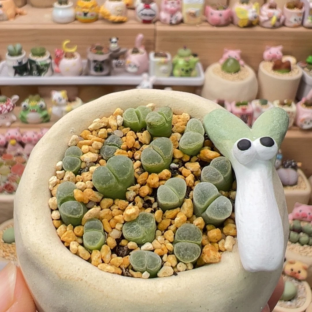 多肉植物128号极窗风铃