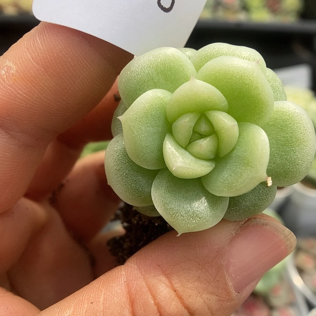 一物一拍一物一拍925-688