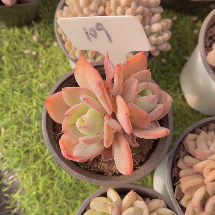 健健康康平平安安