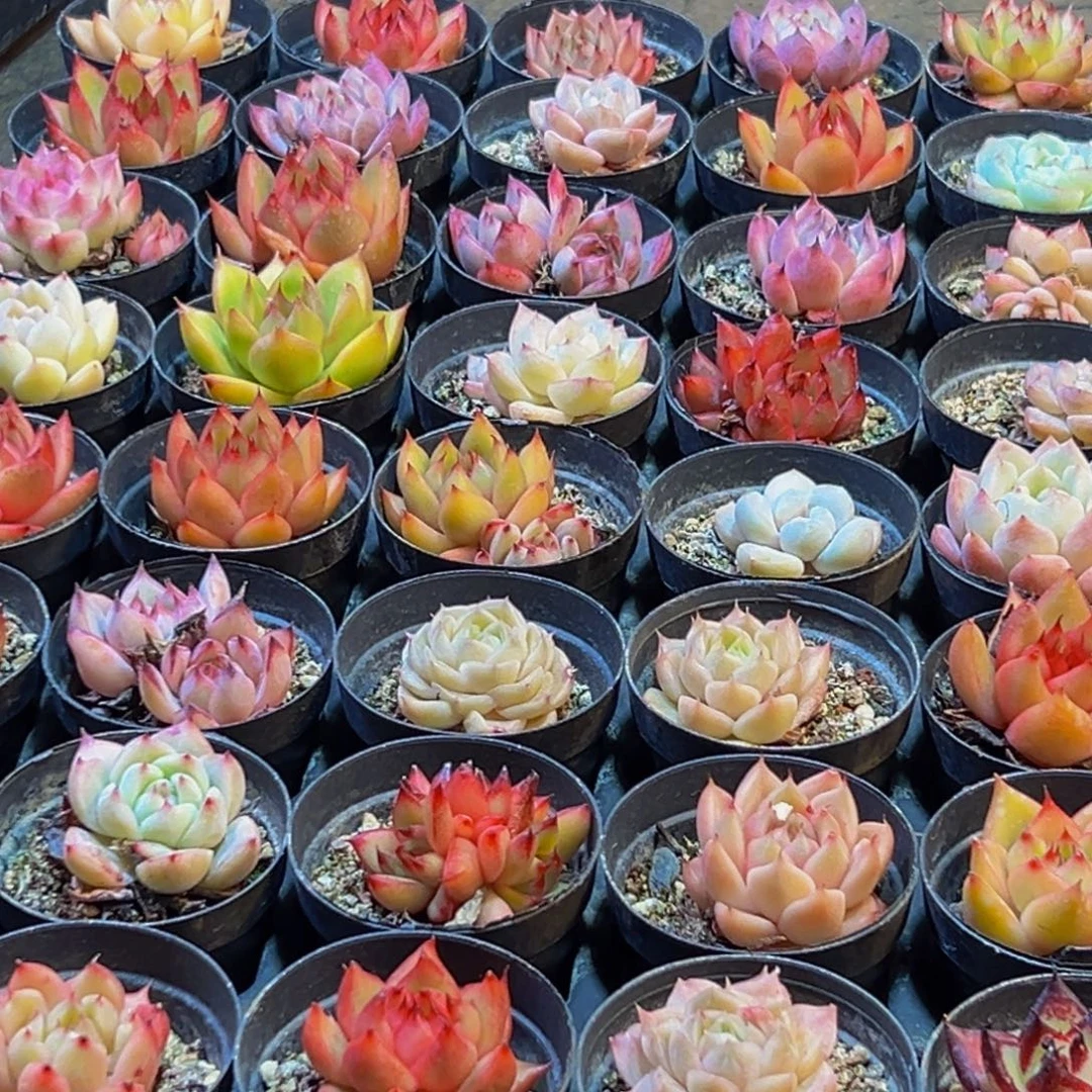 497多肉菜市场里都是一