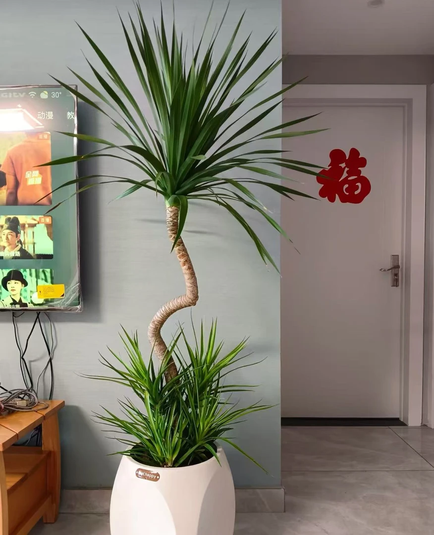 龙须树大型绿植单杆A级龙血树室内办公客厅盆栽花卉植物
