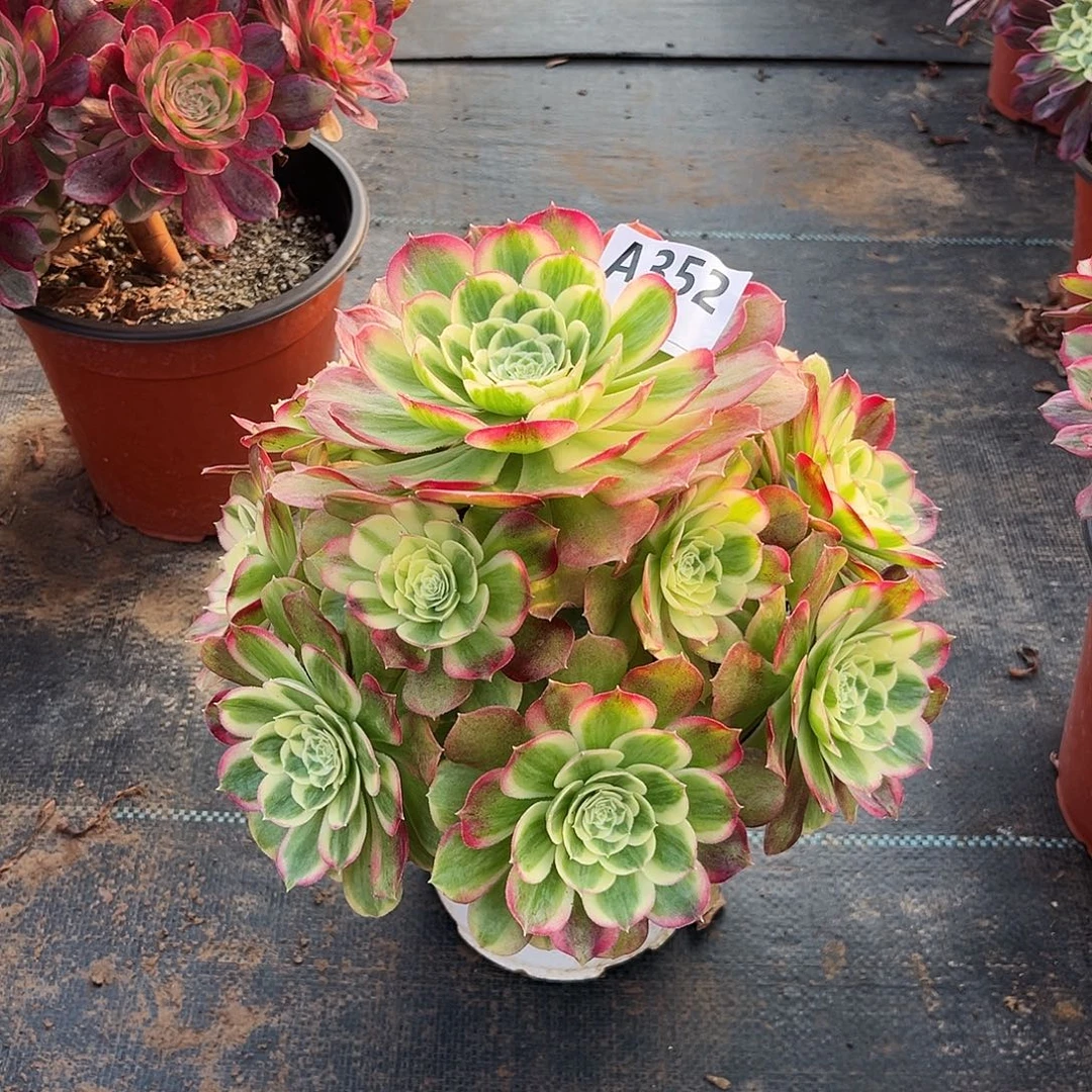 多肉植物玉姿352多肉