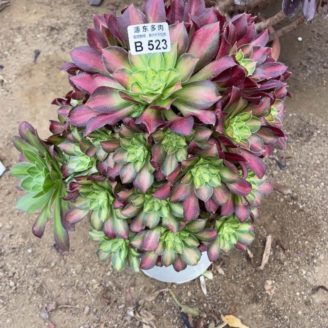 523韶华多肉法师断枝不包