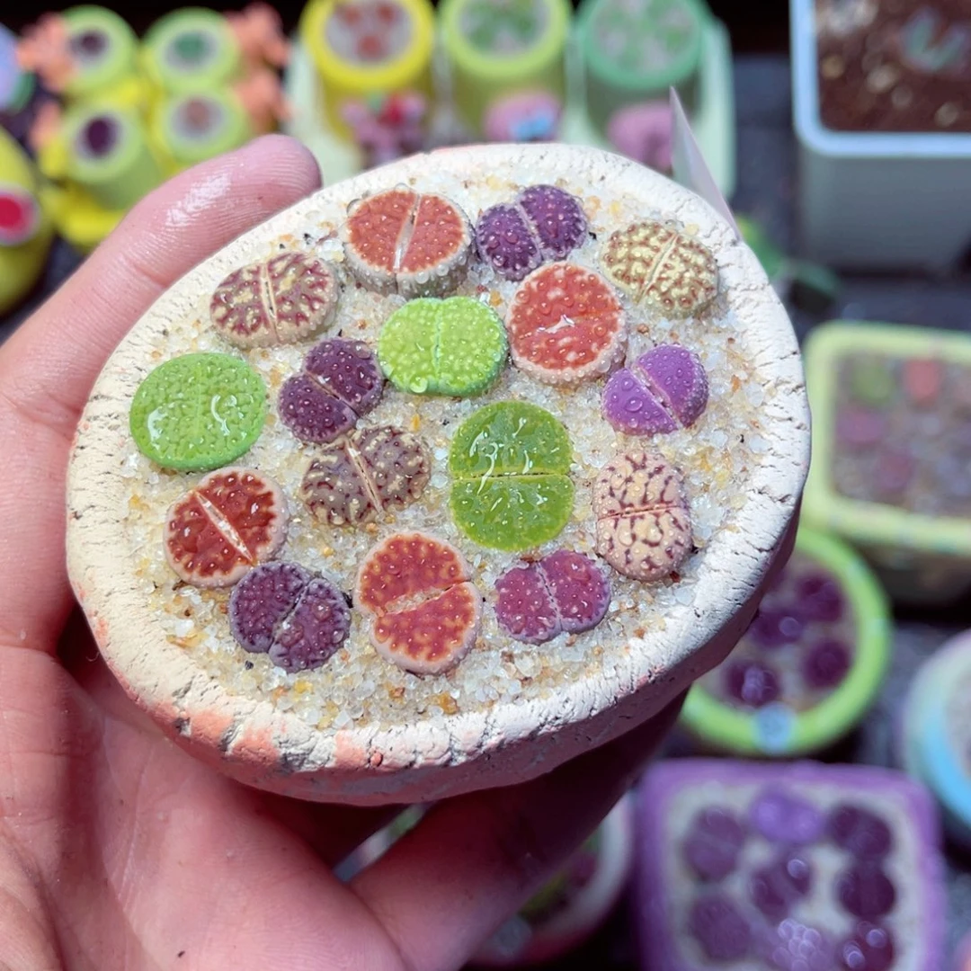 213生石花带盆发