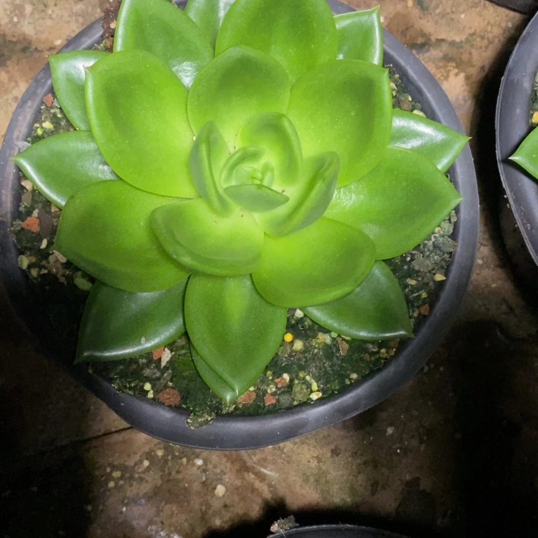 温***飞x100-多肉植物 翠花