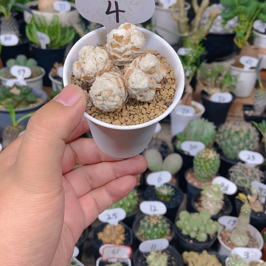 刨花后盾菊一物一拍