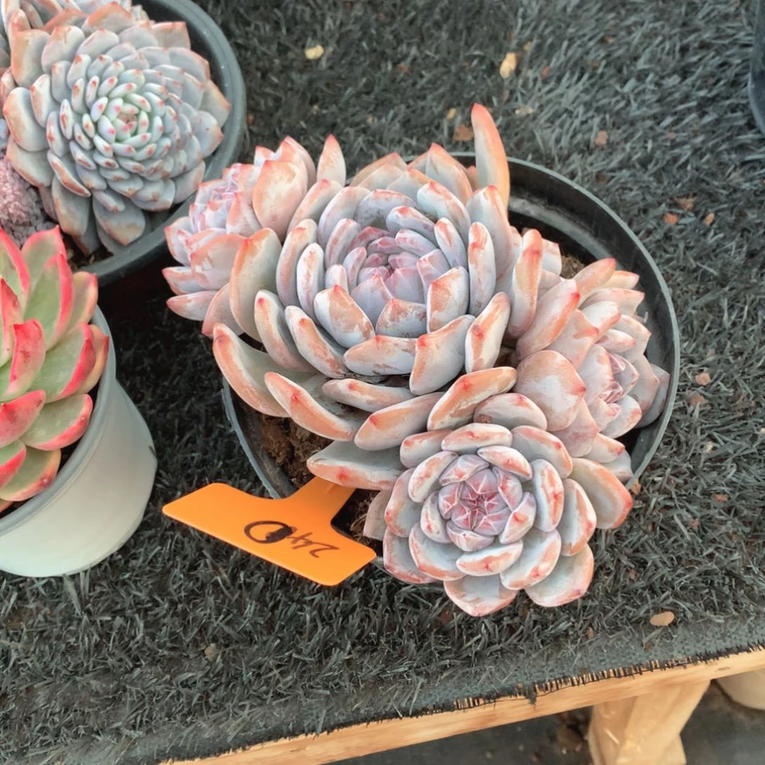 多肉植物多肉植物星影