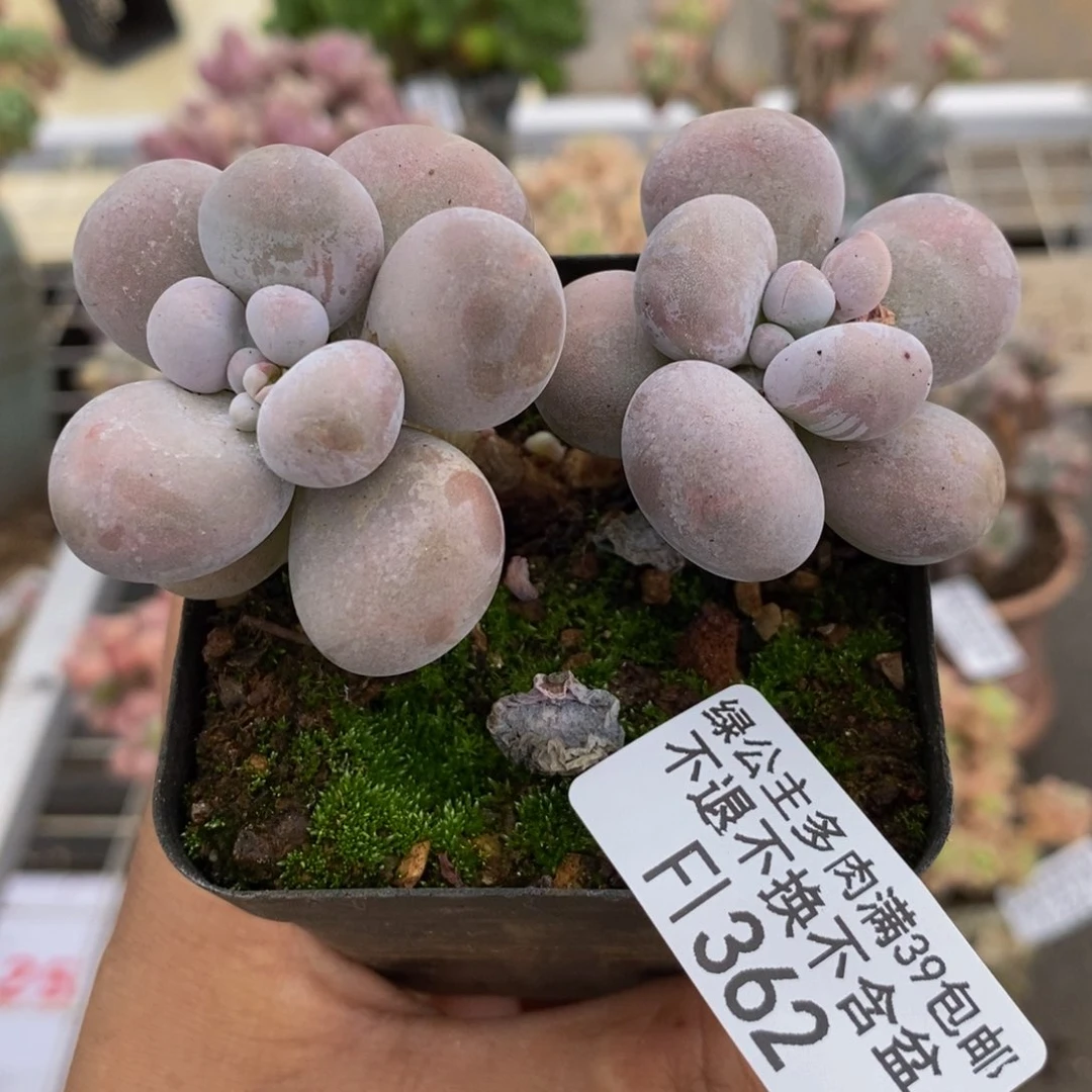 芭比奶酪362/7c m