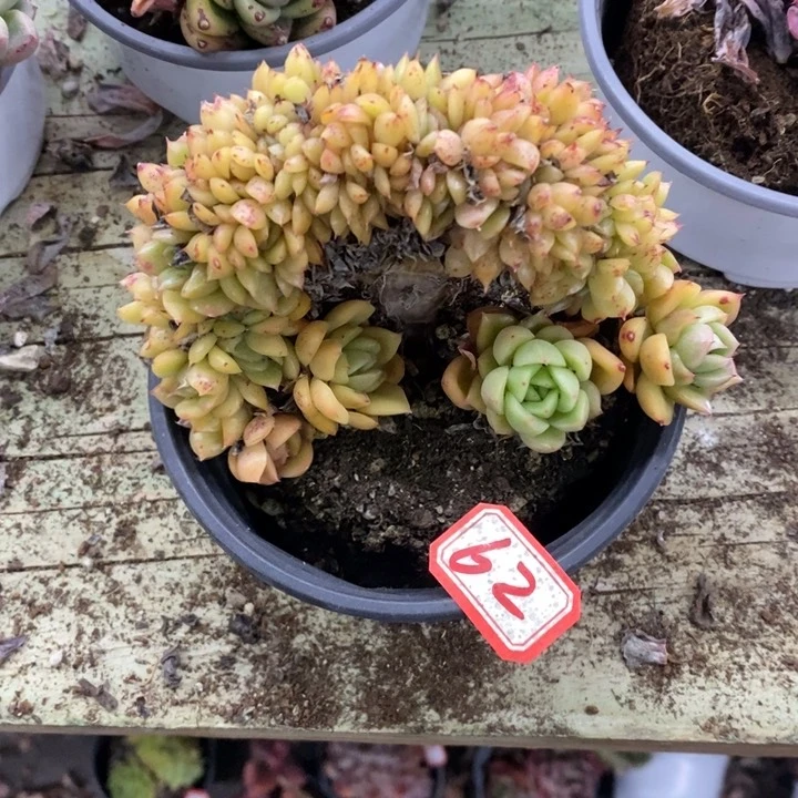 欧*丰一物一拍玉杯东云多肉18