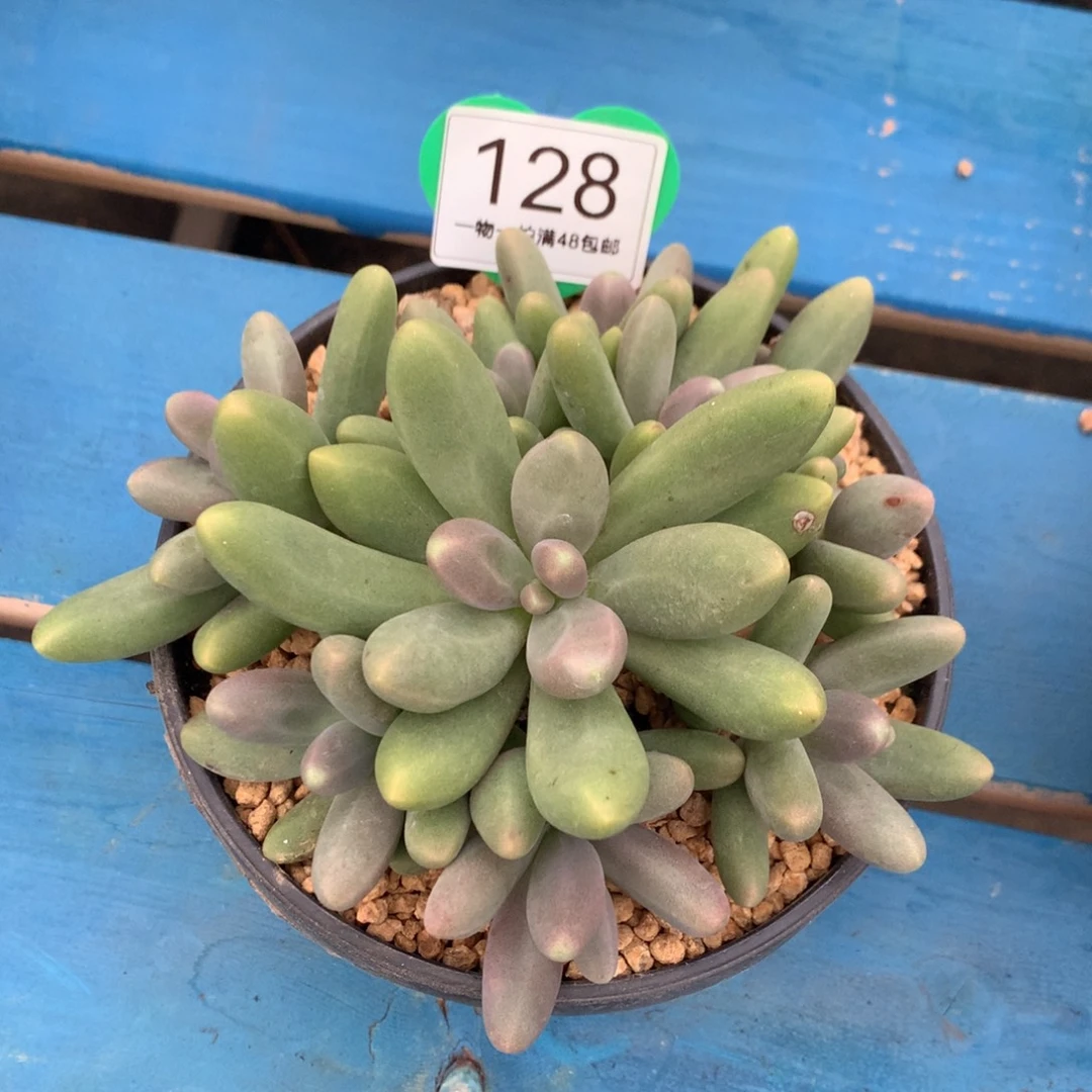 糖果美人无砍平头128