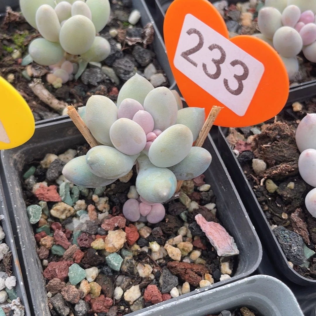 脱土发货 溜溜球 7口盆